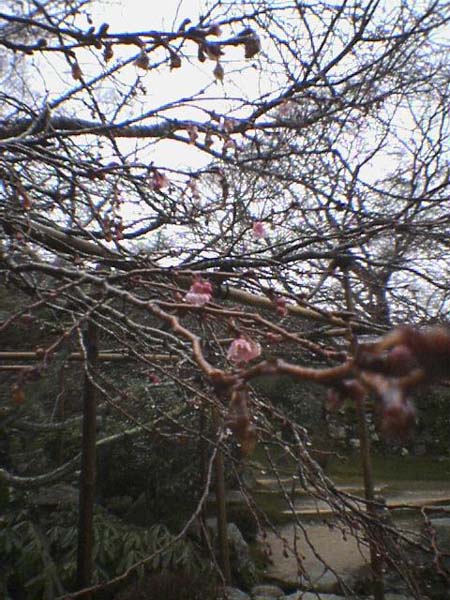 不断桜_e0074935_9225332.jpg