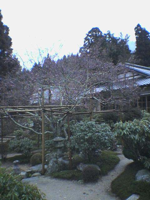 不断桜_e0074935_9233868.jpg