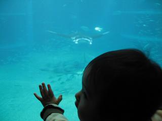 水族館_e0085098_2138426.jpg