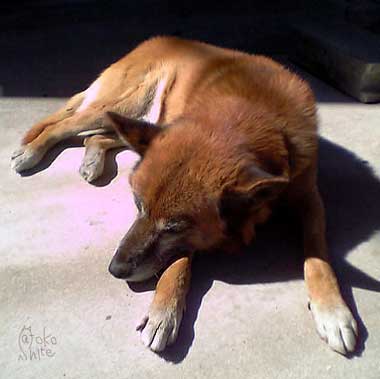 e0044139_9463279.jpg