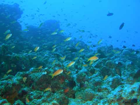 [dive.52] 水納島ワサワサでの小物＆かくれもの探しの楽しさも寒さには勝てず…_d0056263_13243853.jpg