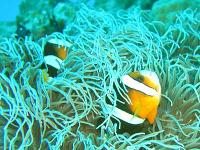 [dive.52] 水納島ワサワサでの小物＆かくれもの探しの楽しさも寒さには勝てず…_d0056263_13275726.jpg