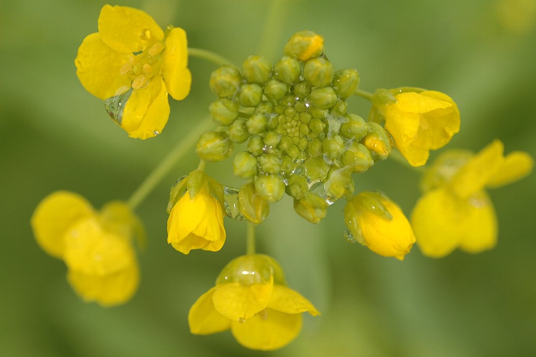 雨の菜の花_f0057978_12533163.jpg