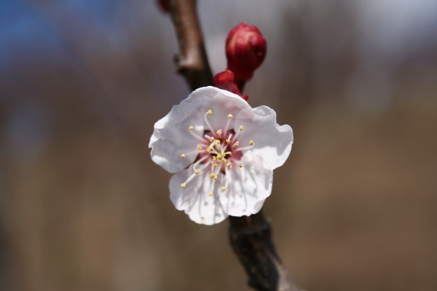 寒緋桜、サクランボ、杏_f0054904_1705270.jpg