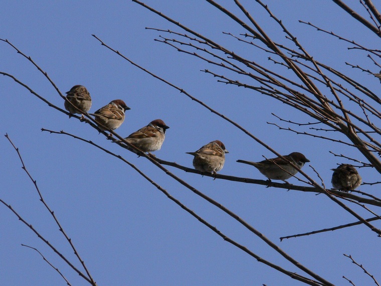私の野鳥図鑑 スズメがね 電線 じゃあなかった枝に鈴生りで 私のデジタル写真眼