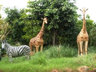 香港ディズニーランド　その３（ジャングルクルーズ！）_c0012532_14292510.jpg