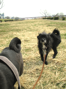 b0035453_19313884.gif