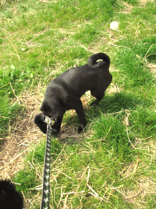 b0035453_19315183.gif