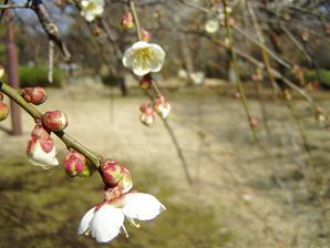 小金井公園の梅林もそろそろ・・・_f0012154_1537858.jpg