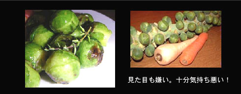 芽キャベツ Brussels Sprouts A Discovery 芽キャベツ Brussels Sprouts A Discovery