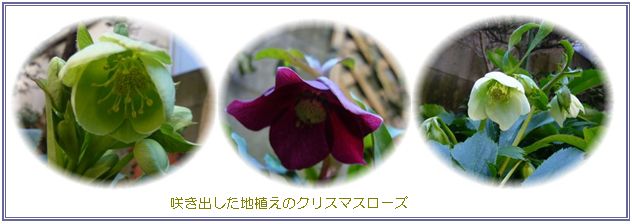 庭の花、農園収穫、_c0051105_1218507.jpg