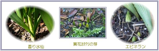 庭の花、農園収穫、_c0051105_12505470.jpg