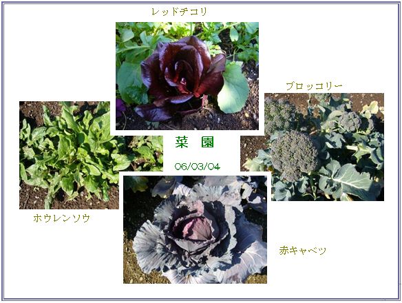 庭の花、農園収穫、_c0051105_1251329.jpg