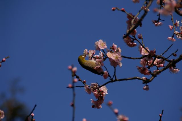 春が近づいてきました_b0002447_21472973.jpg