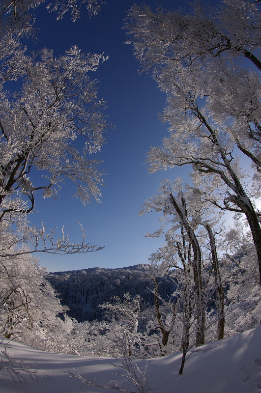 ３月４日　大山（鳥取）その１（５合目まで）_a0009554_2213912.jpg