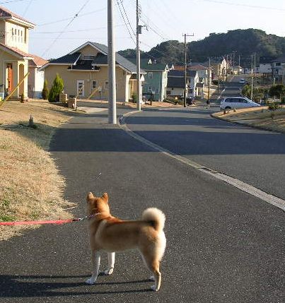 2006年3月4日海亀が見られる?_f0060461_21151848.jpg