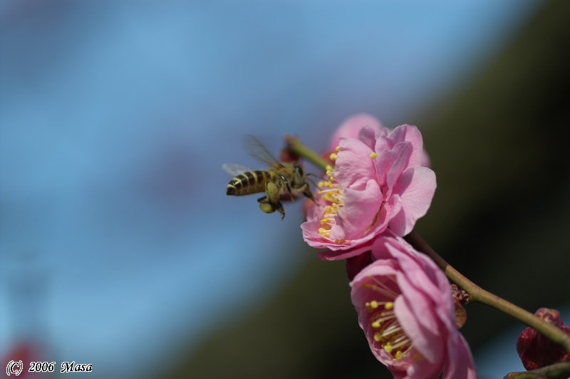 第４回万博公園の梅（それ行けー！）_f0063363_2253523.jpg