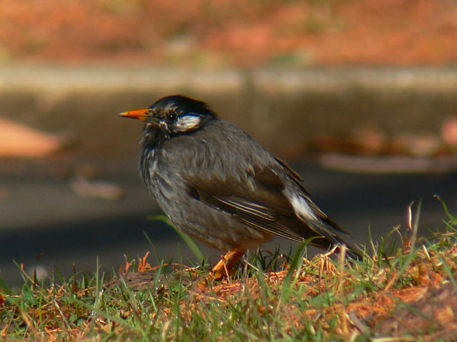 ムク・むく・椋鳥_b0021375_2332082.jpg