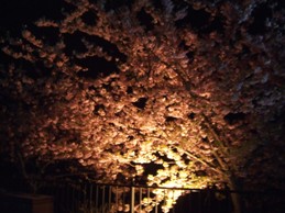 桜まつり梅まつり_f0030875_201159.jpg