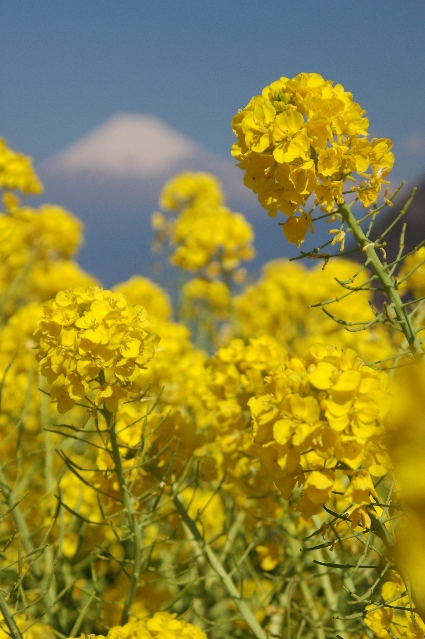 菜の花畑に富士山_e0087881_21411530.jpg