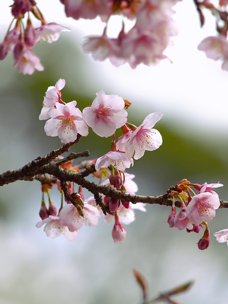 寒桜（ＫＡＮＺＡＫＵＲＡ）_d0024721_036346.jpg