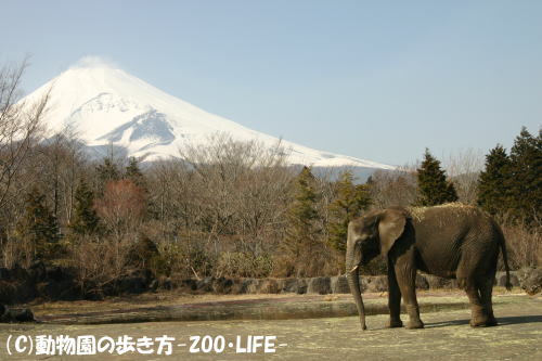 富士山とゾウ_b0024125_22584711.jpg