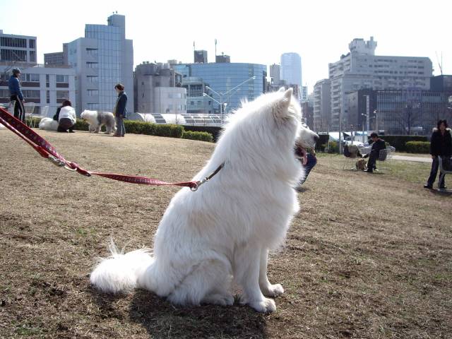 ロープもらってボール飲み込む。。。_c0062832_1541184.jpg