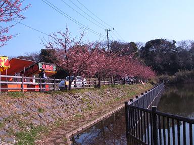 今日の河津桜　（２）_e0014154_21352760.jpg