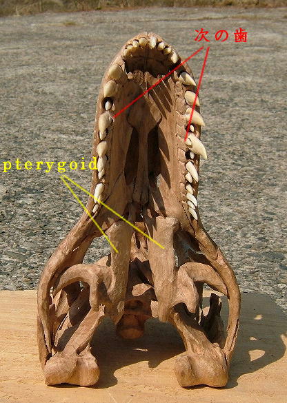 ティラノサウルス・リメイキング　頭骨完成_e0064457_1302642.jpg