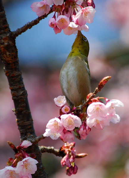 寒桜とメジロ_f0079061_1610534.jpg