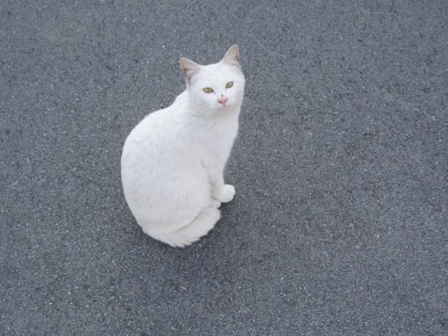 近所の招き猫_f0082373_18524538.jpg