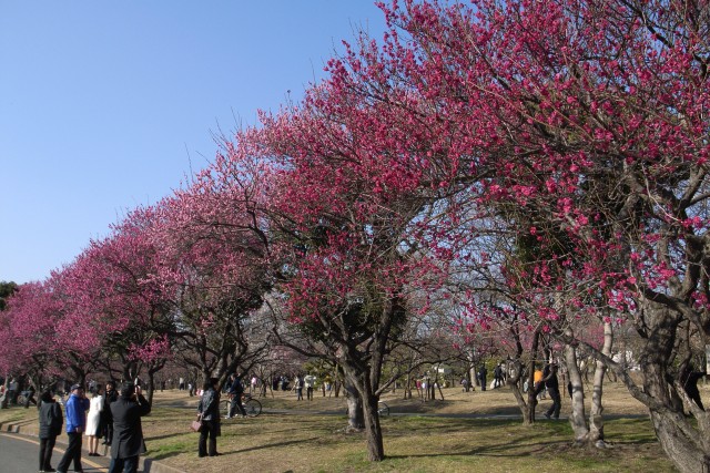 梅－大宮／GR-Digital編　（Ume Apricot in Omiya)_d0033274_1855345.jpg