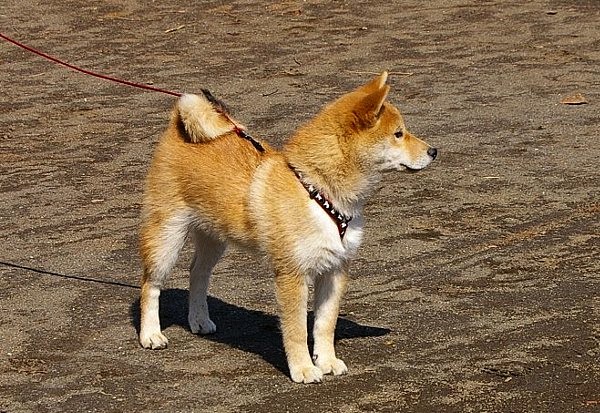 　　　３月４日 久しぶり良い天気　　リョウ君５ヶ月｛６歳｝_c0061695_2318477.jpg