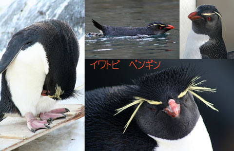 散歩する王様ペンギン_f0003598_1423957.jpg