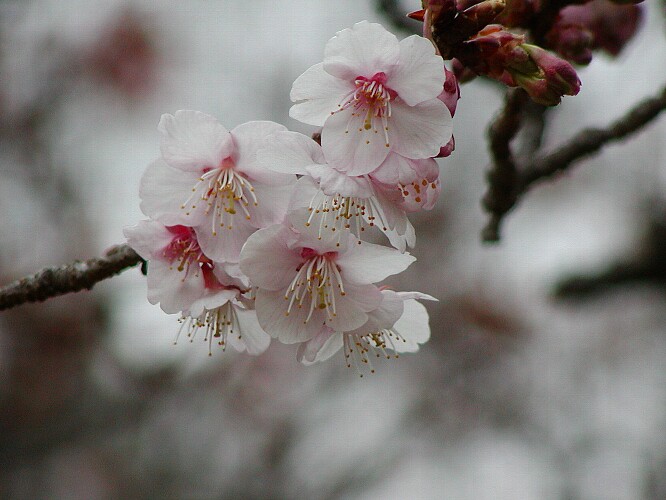 寒桜_a0009600_9113497.jpg