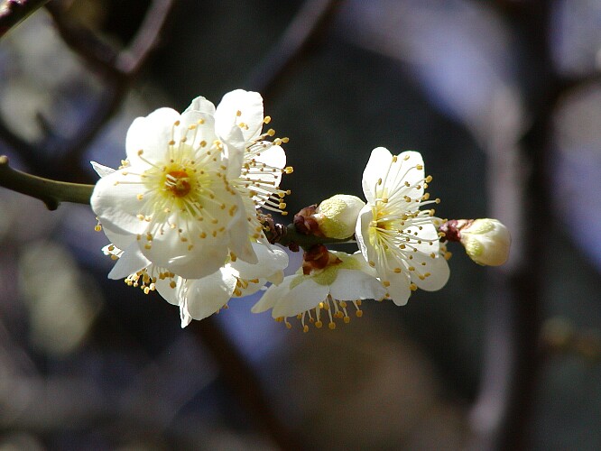 a0009600_9271750.jpg
