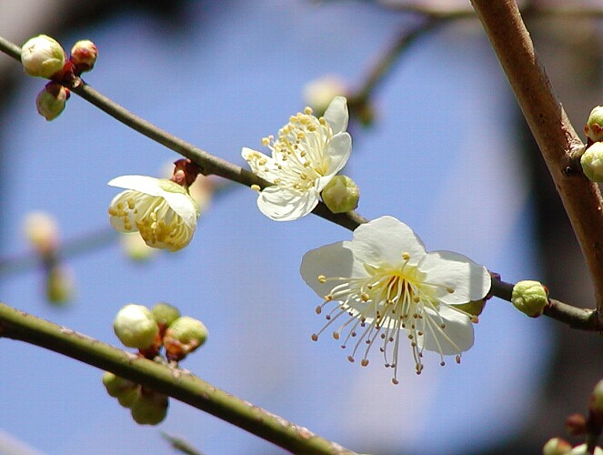a0009600_9294618.jpg