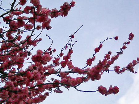 春いちばん_a0041210_19531234.jpg