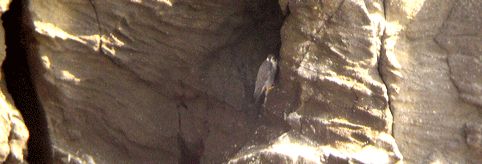 c0042548_1022747.gif