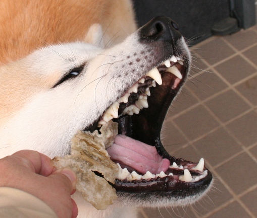 犬の歯の話 秋田犬 大和と飛鳥丸 の日々 犬の歯の話 秋田犬 大和と飛鳥丸 の日々