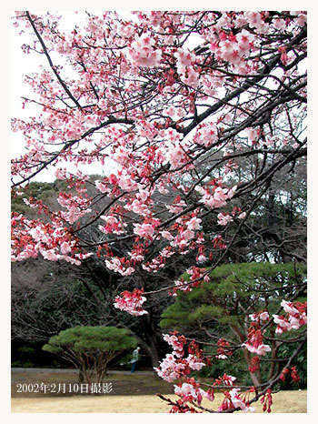 「静物璃花」新宿御苑の寒桜_c0009981_694172.jpg