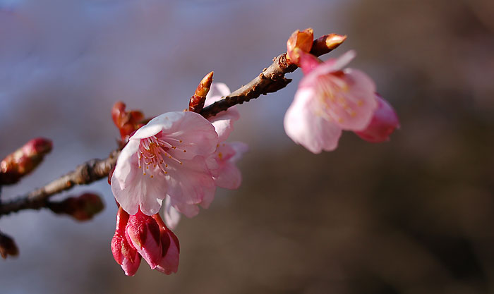 「静物璃花」新宿御苑の寒桜_c0009981_69966.jpg