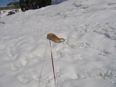 雪国の春ももう間近_a0038882_1055380.jpg