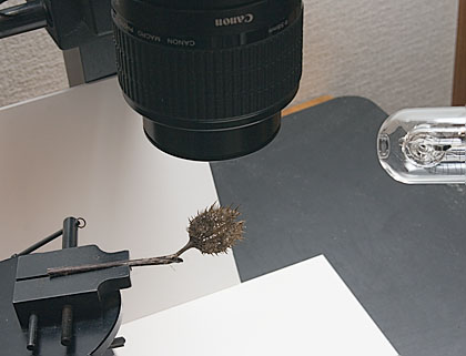 c0002682_223167.jpg