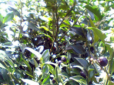 c0036998_68610.jpg