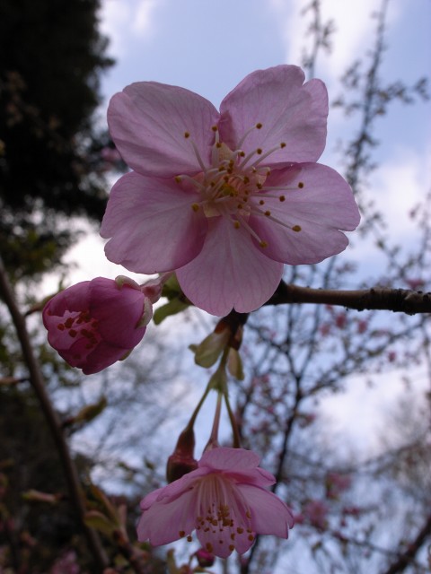 東京で桜が咲いたよ_c0071611_18354223.jpg