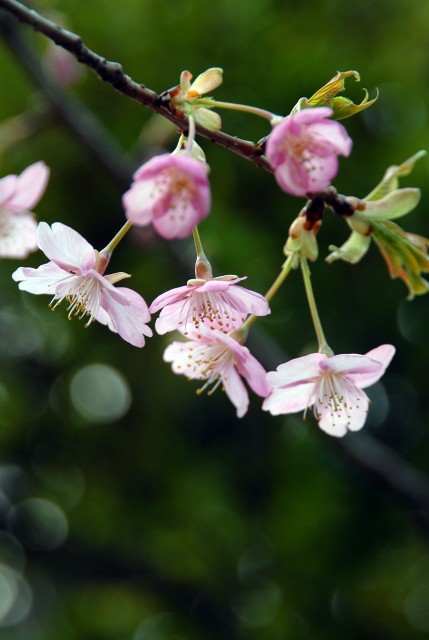 東京で桜が咲いたよ_c0071611_22433442.jpg