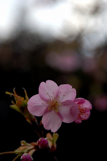 東京で桜が咲いたよ_c0071611_22434231.jpg