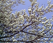 春一番_c0060412_17524954.jpg