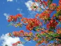 ヤップの桜_a0043520_238750.jpg